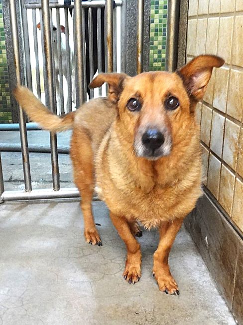 Chienne croisée femelle adulte (fauve), Grand, refuge n° …1236. Plus près du visage.