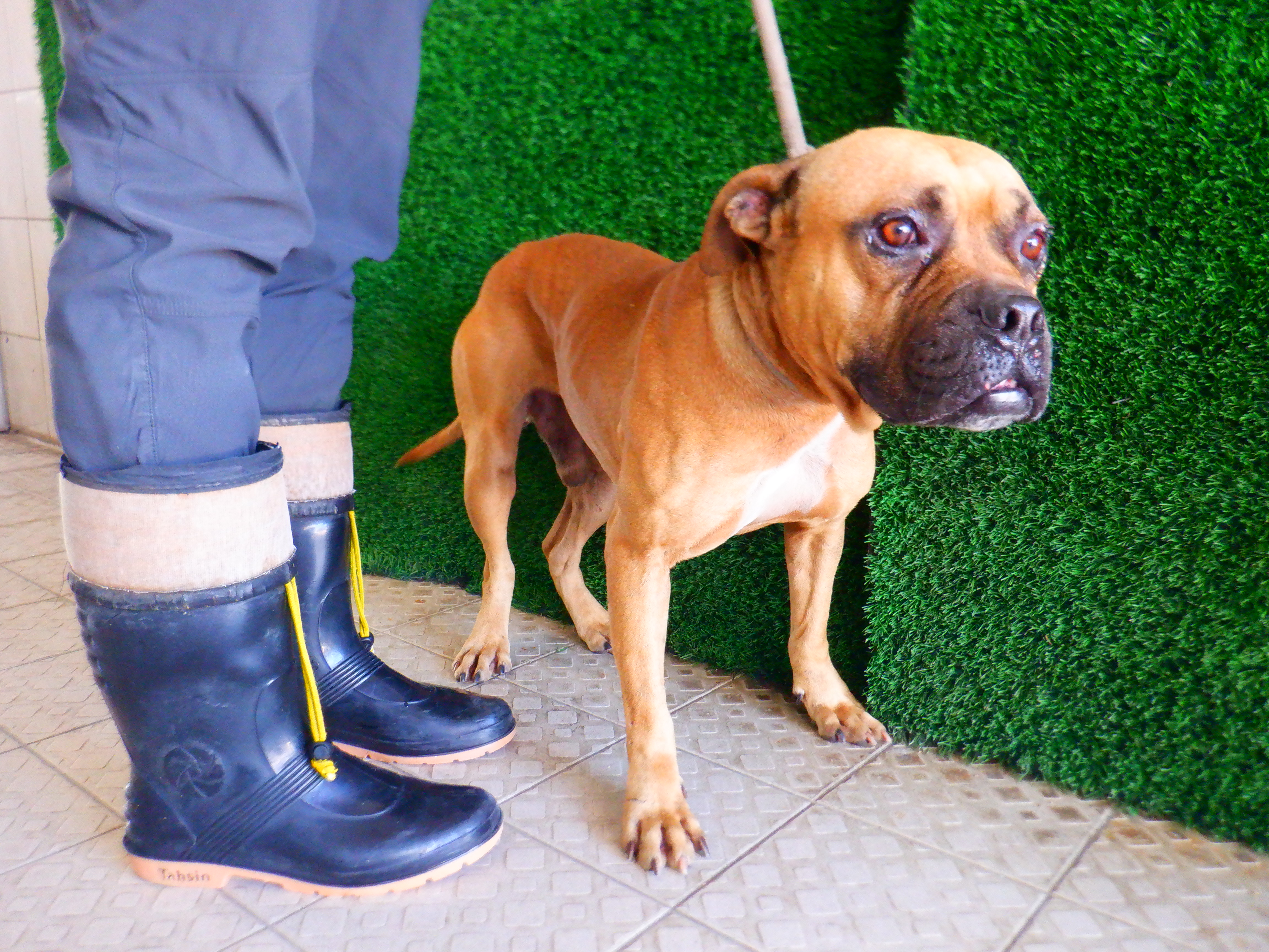 ミックス犬（オス・成犬・茶）、中型, 施設番号 …8773. 全身です。