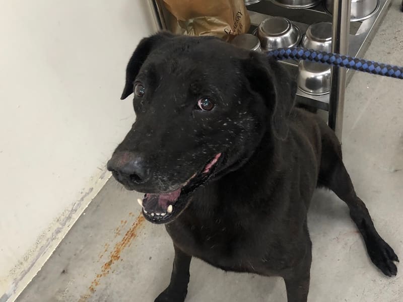 Perro mestizo macho adulto (negro), Mediano, refugio n.º …3102. Más cerca de la cara.