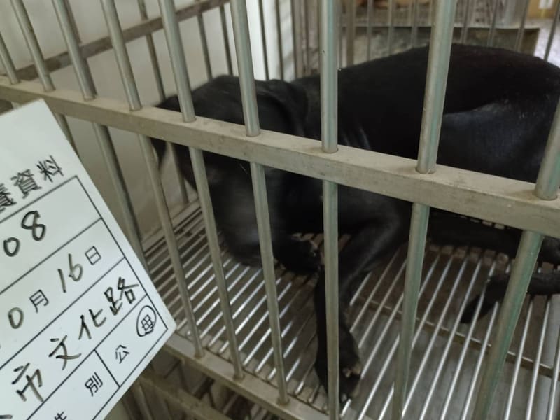 ミックス犬(メス・成犬・黒)、大型, 施設番号 …108D. 全身です。