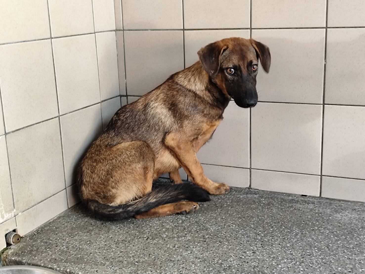 ミックス犬(オス・成犬・茶)、大型, 施設番号 …1610. 全身です。
