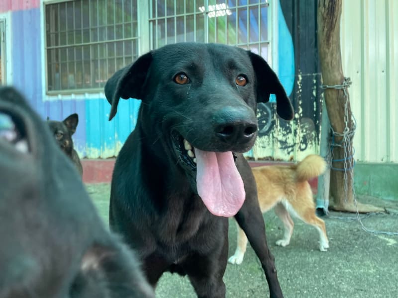 ミックス犬(オス・成犬・黒)、中型, 施設番号 …3003. 全身です。