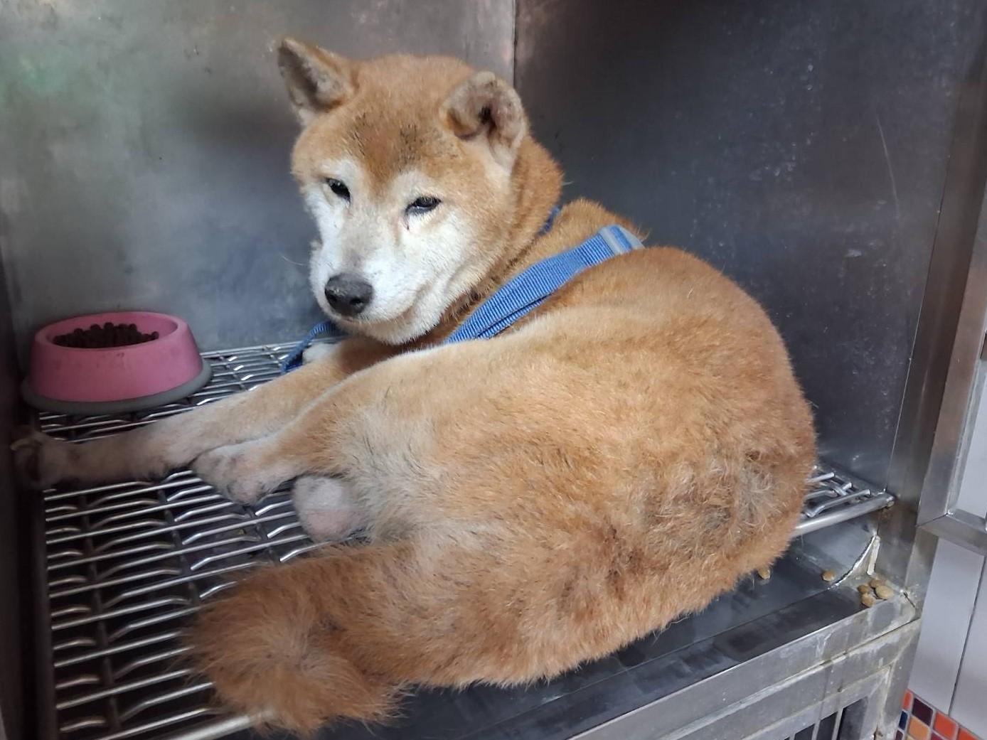 黃色成年母柴犬,大型, 收容編號 …14W8. 臉部特寫。