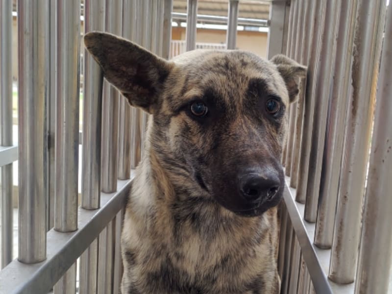 Tabby adult male mixed-breed dog, Large, shelter no. …7044. Closer on the face.