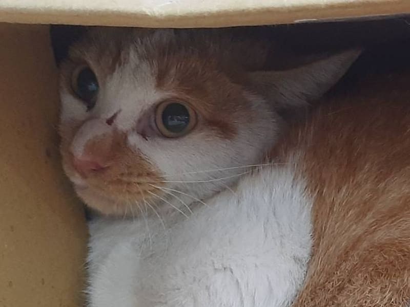 Gata mestiza hembra adulta (canela y blanco), Mediano, refugio n.º …2506. Más cerca de la cara.