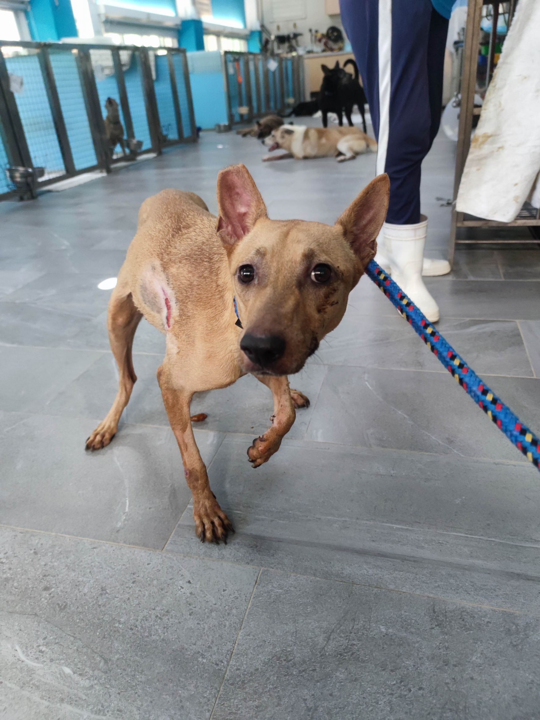 Perra mestiza hembra adulta (canela), Mediano, refugio n.º …4001. Más cerca de la cara.