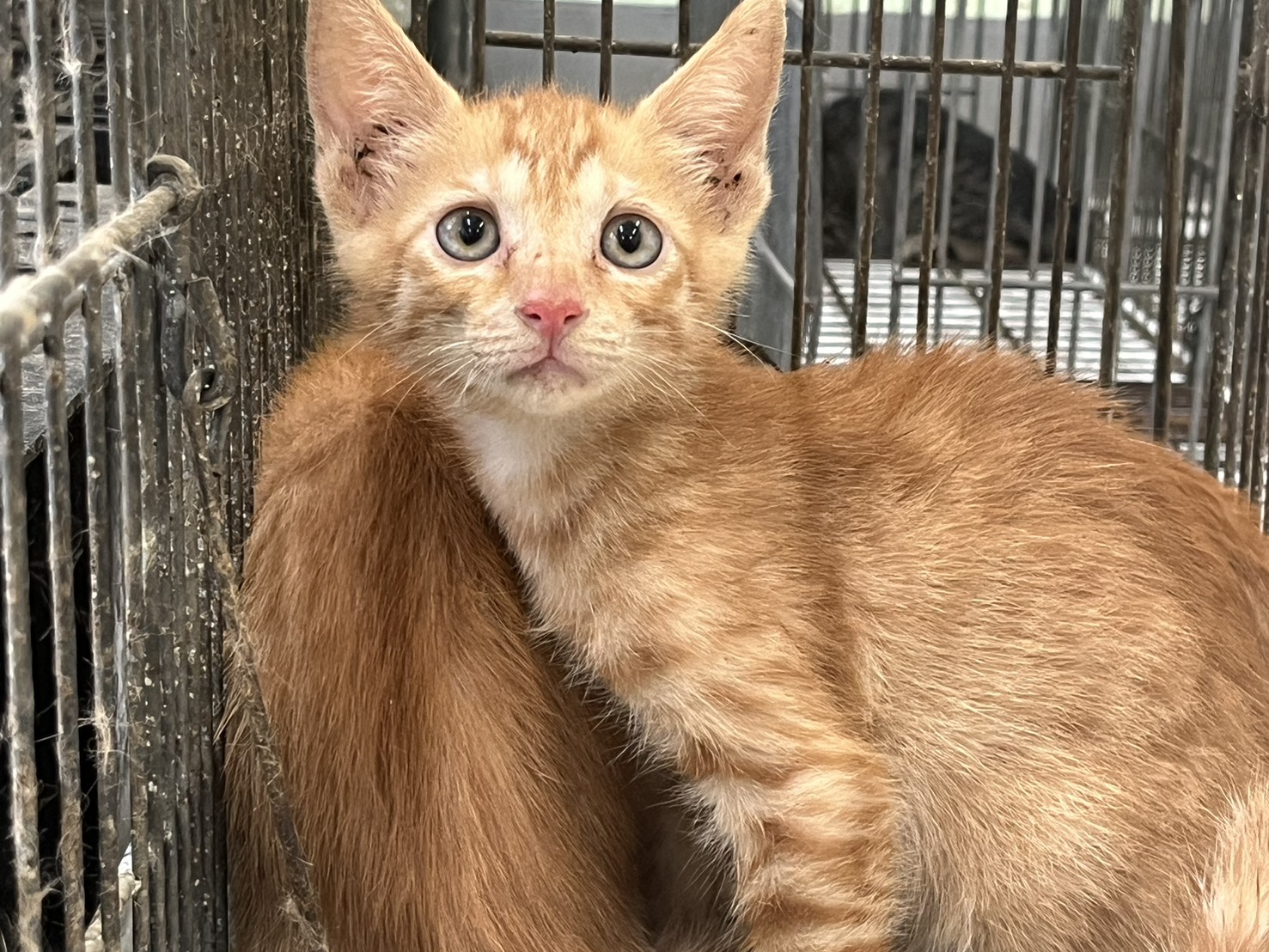 Gato mestizo macho joven (canela y atigrado), Pequeño, refugio n.º …6C02. Más cerca de la cara.