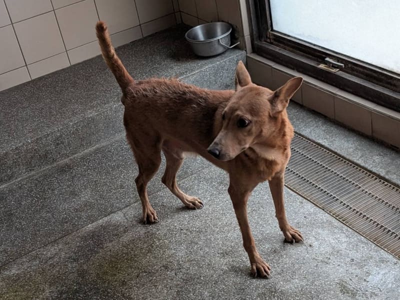 ミックス犬(オス・成犬・トラ)、大型, 施設番号 …3101