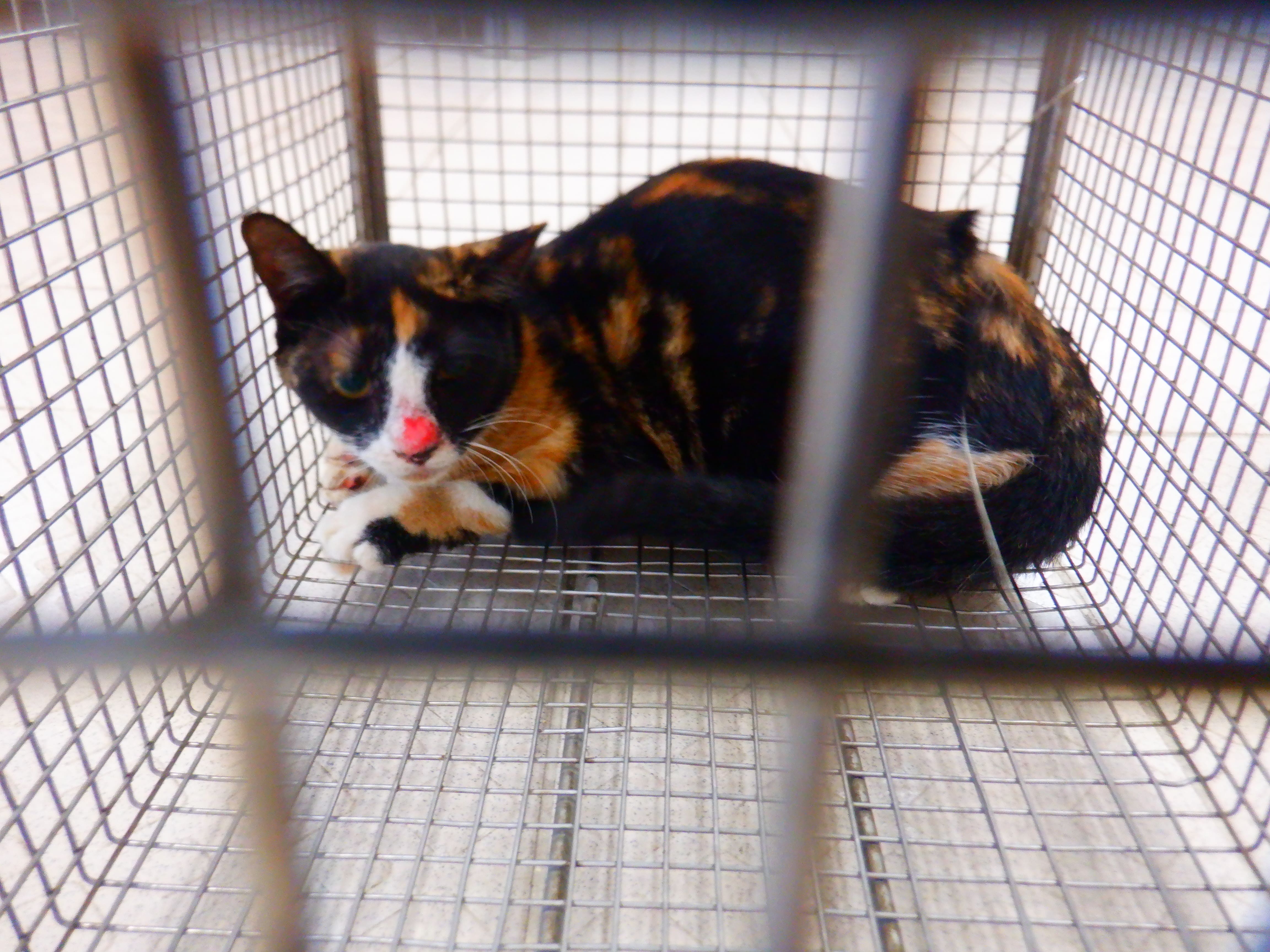 Gata mestiza hembra adulta (tricolor), Pequeño, refugio n.º …30C1. Más cerca de la cara.