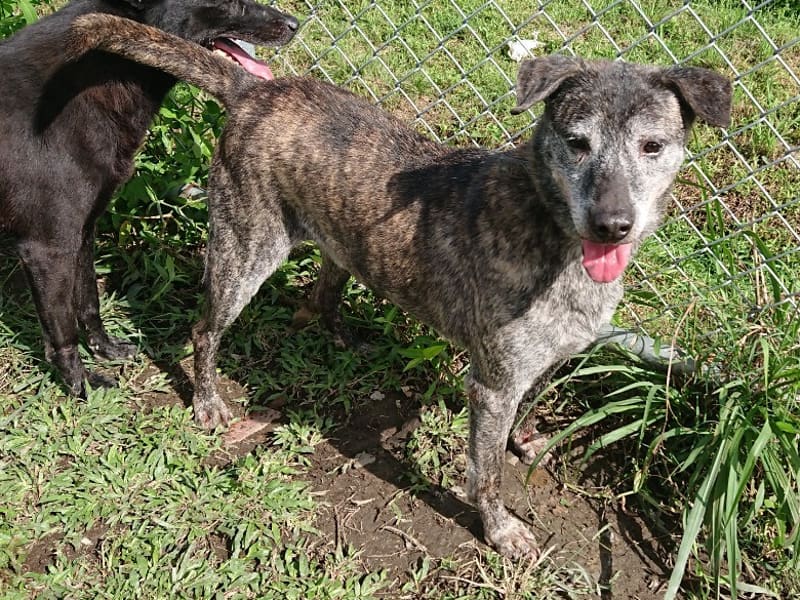 ミックス犬（オス・成犬・トラ）、中型, 施設番号 …0402. 全身です。
