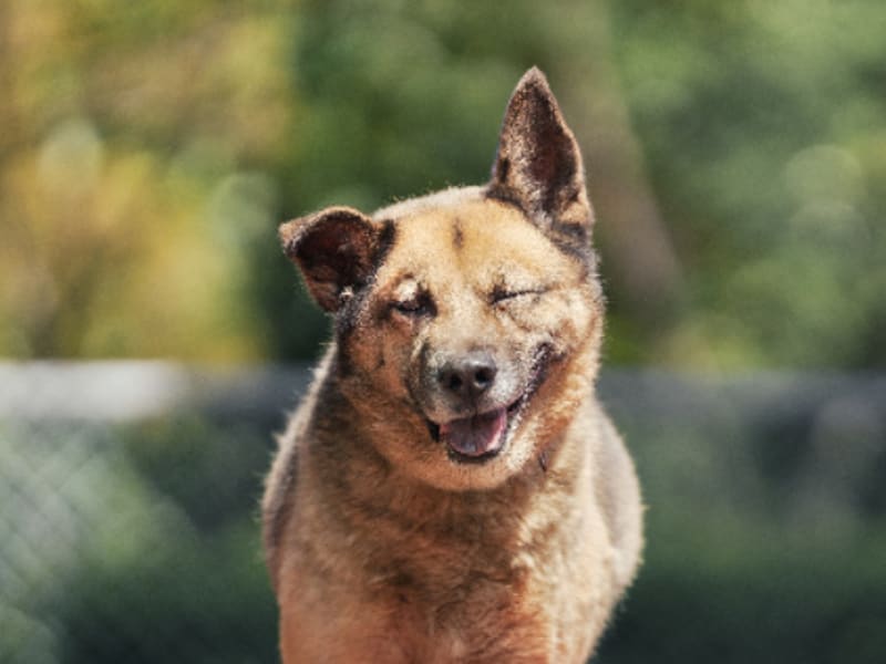 ミックス犬(オス・成犬・黒と茶)、中型, 施設番号 …3108. 顔のアップです。