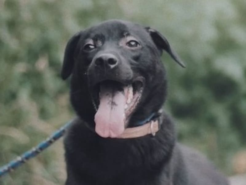 ミックス犬(オス・成犬・黒)、中型, 施設番号 …1001. 顔のアップです。