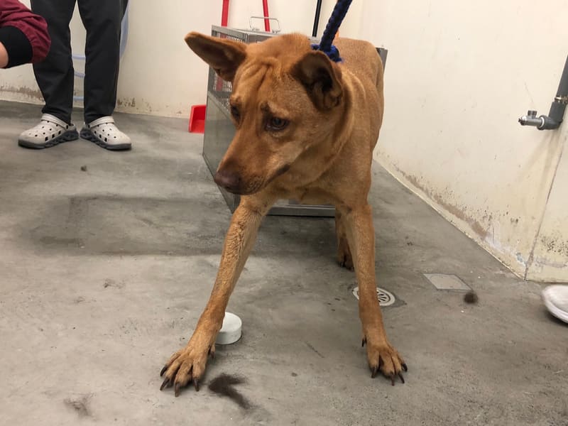 Perra mestiza hembra adulta (canela), Mediano, refugio n.º …3103. Todo el animal.