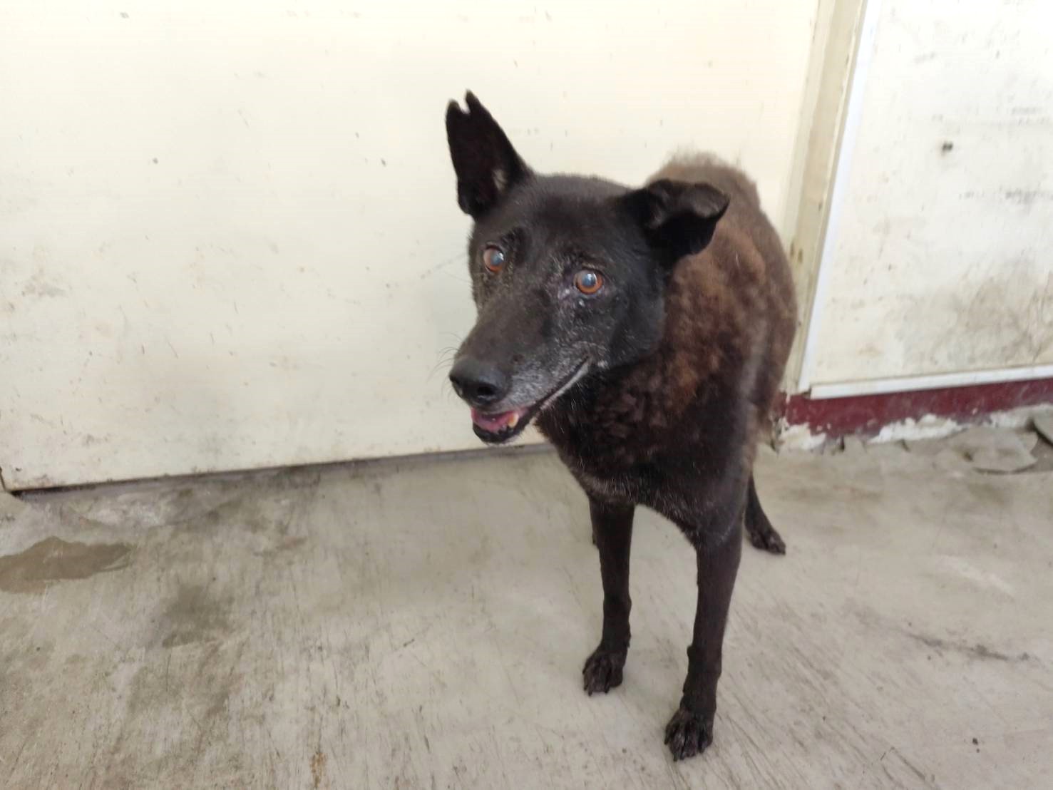 ミックス犬（メス・成犬・黒）、大型, 施設番号 …0810