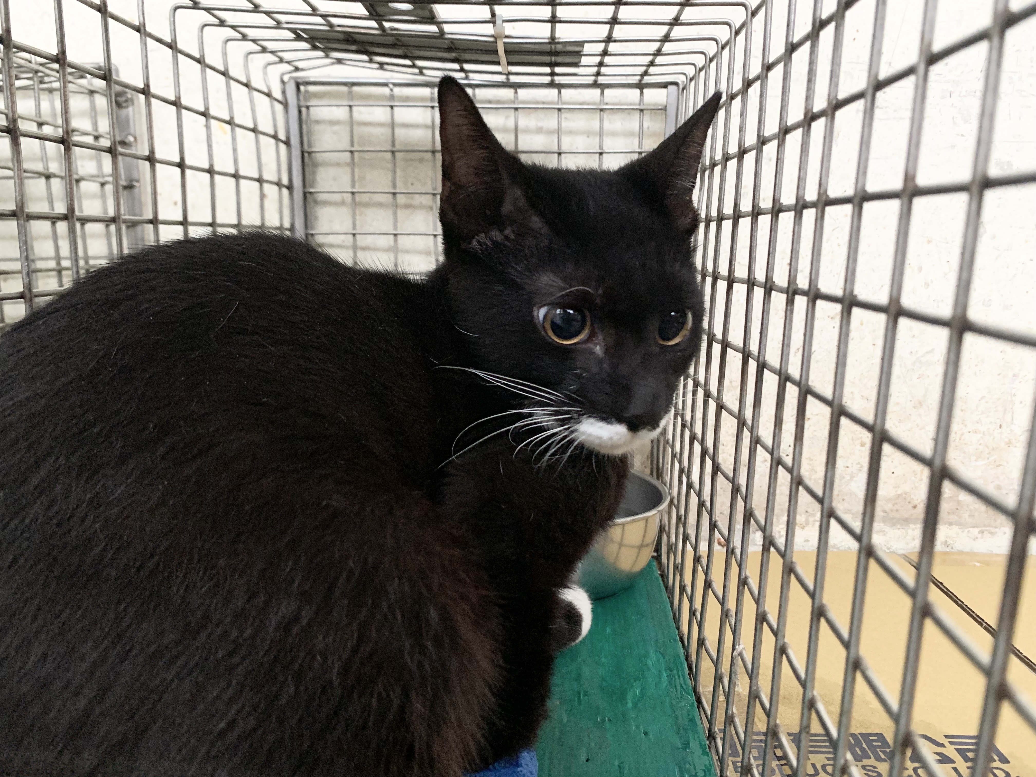 Pusang halo ang lahi (Lalaki, Matanda na, itim at puti), Maliit, blg. ng shelter …1504