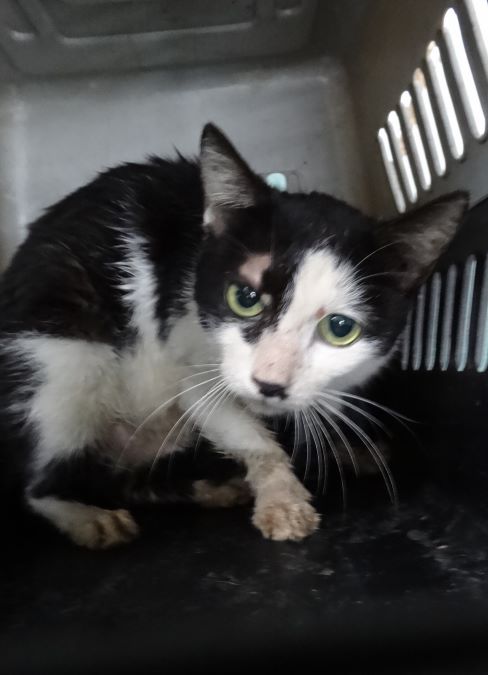 Black-and-white adult mixed-breed cat, Large, shelter no. …1698