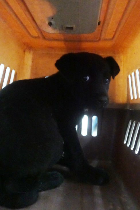 Perro mestizo macho joven (negro), Pequeño, refugio n.º …0355. Más cerca de la cara.
