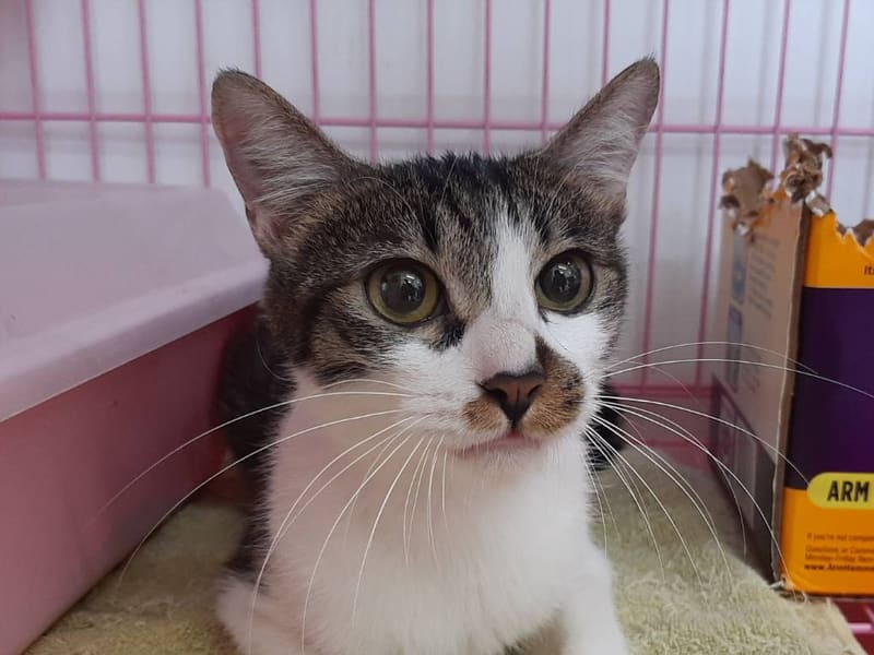Gata mestiza hembra adulta (atigrado y blanco), Mediano, refugio n.º …2801. Más cerca de la cara.