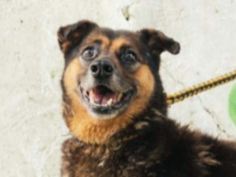 Chien croisé mâle adulte (noir et fauve), Moyen, refuge n° …3001. Plus près du visage.