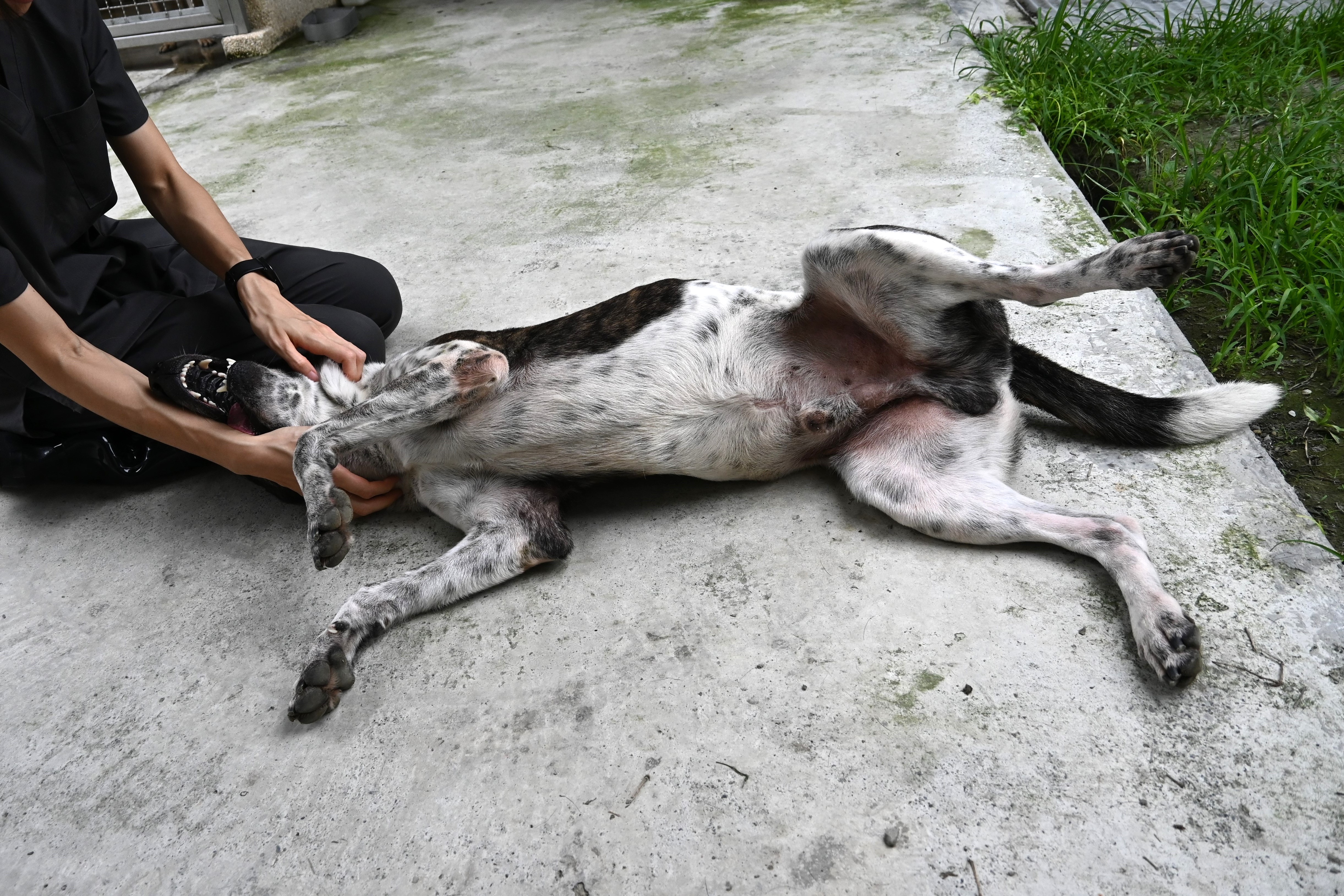 虎斑白色成年公混种犬，中型, 收容编号 …5001