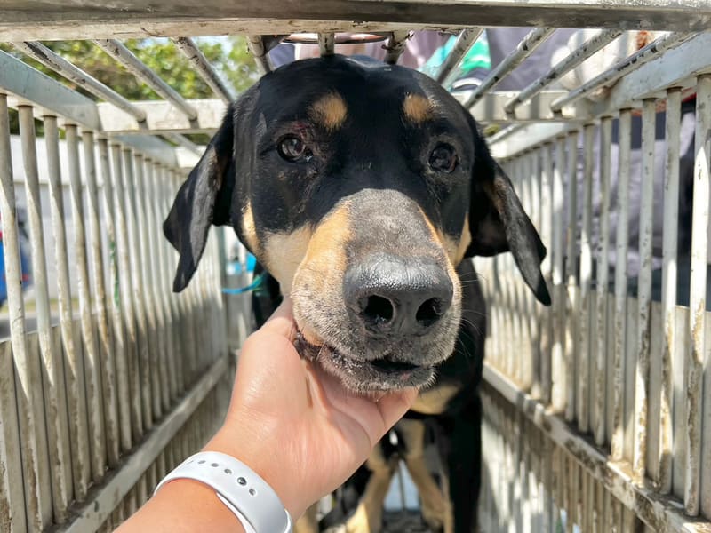 Perro mestizo macho adulto (negro y canela), Grande, refugio n.º …9011. Más cerca de la cara.
