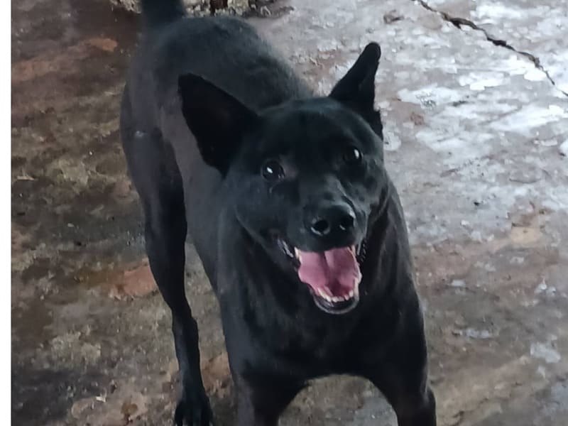 ミックス犬(オス・成犬・黒)、大型, 施設番号 …054D. 顔のアップです。