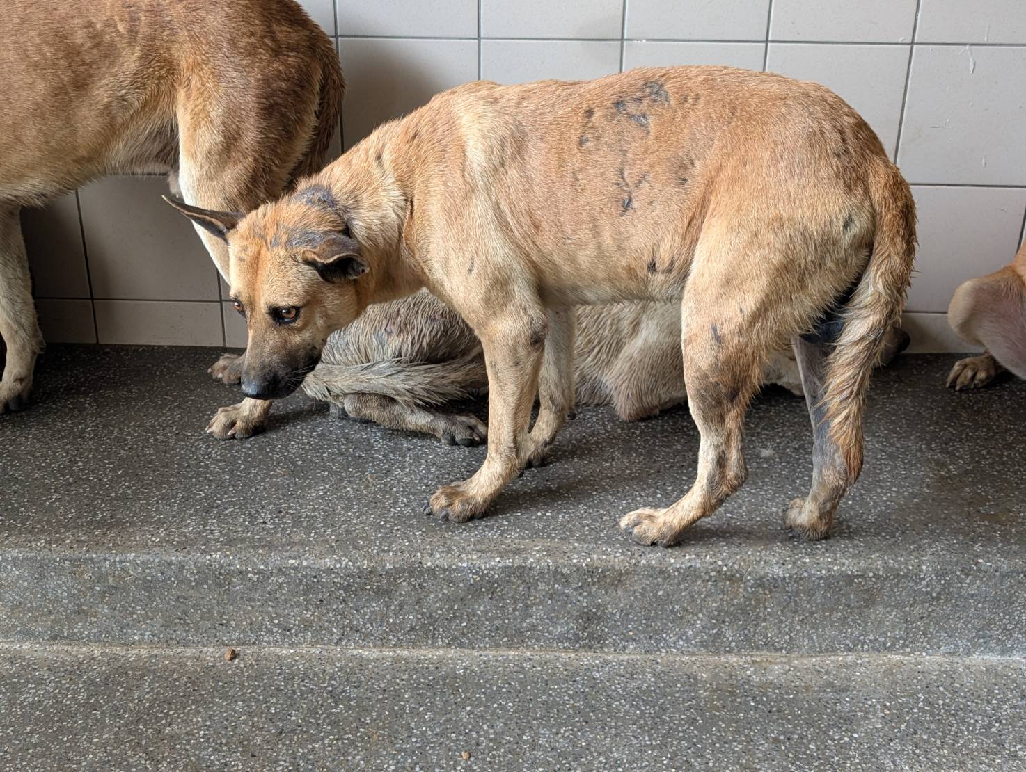 Perro mestizo macho adulto (canela), Grande, refugio n.º …0826. Todo el animal.