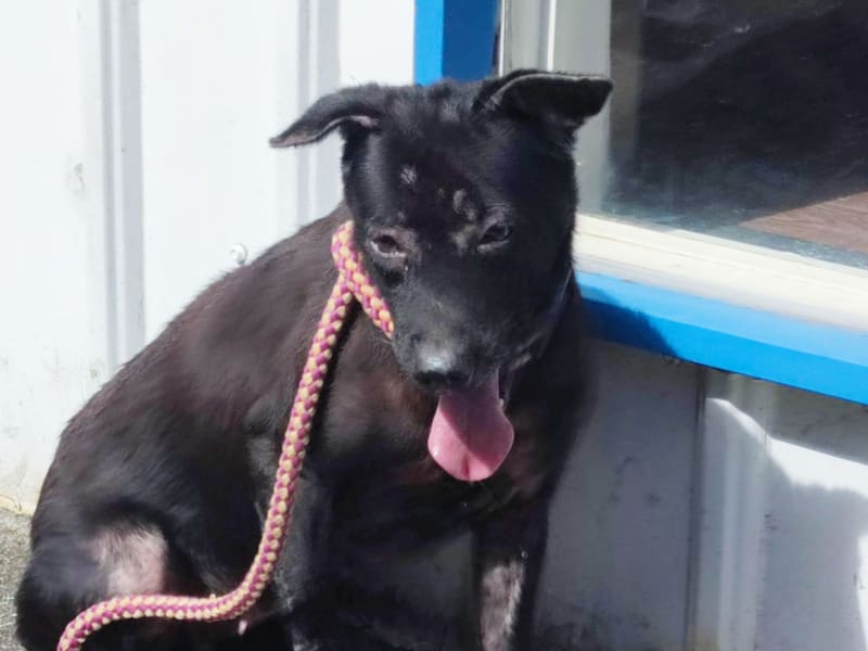 Perra mestiza hembra adulta (negro), Mediano, refugio n.º …2702. Más cerca de la cara.