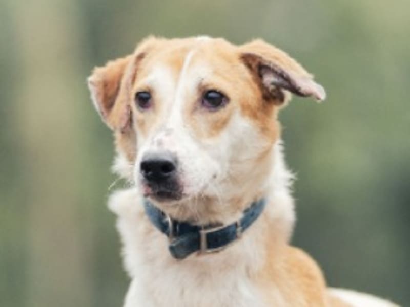 믹스견 (수컷, 어린, 황색·흰색), 중형, 보호소 번호 …6001. 얼굴을 가까이서 본 모습이에요.