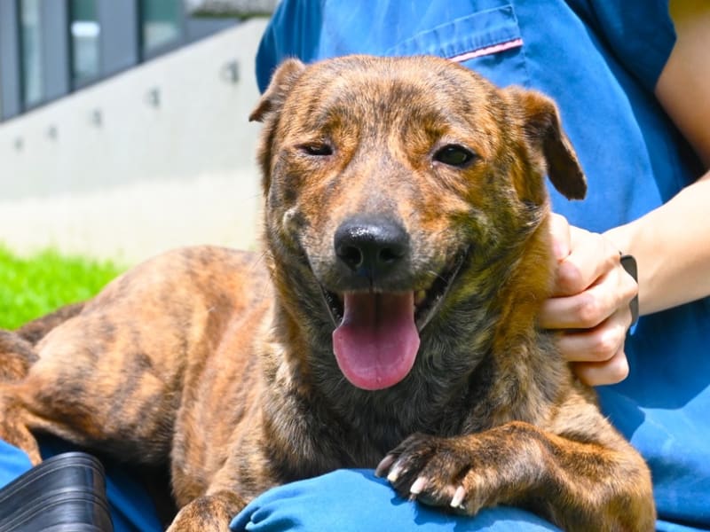 ミックス犬(メス・成犬・トラ)、中型, 施設番号 …9010. 顔のアップです。