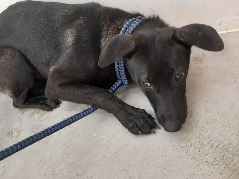ミックス犬（メス・成犬・黒）、中型, 施設番号 …1402. 顔のアップです。
