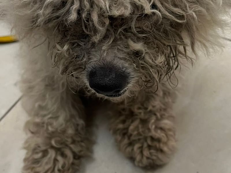 ビション・フリーゼ(メス・成犬・白)、小型, 施設番号 …6D01. 顔のアップです。