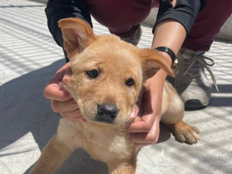 Tan young male mixed-breed dog, Small, shelter no. …5D02. Closer on the face.