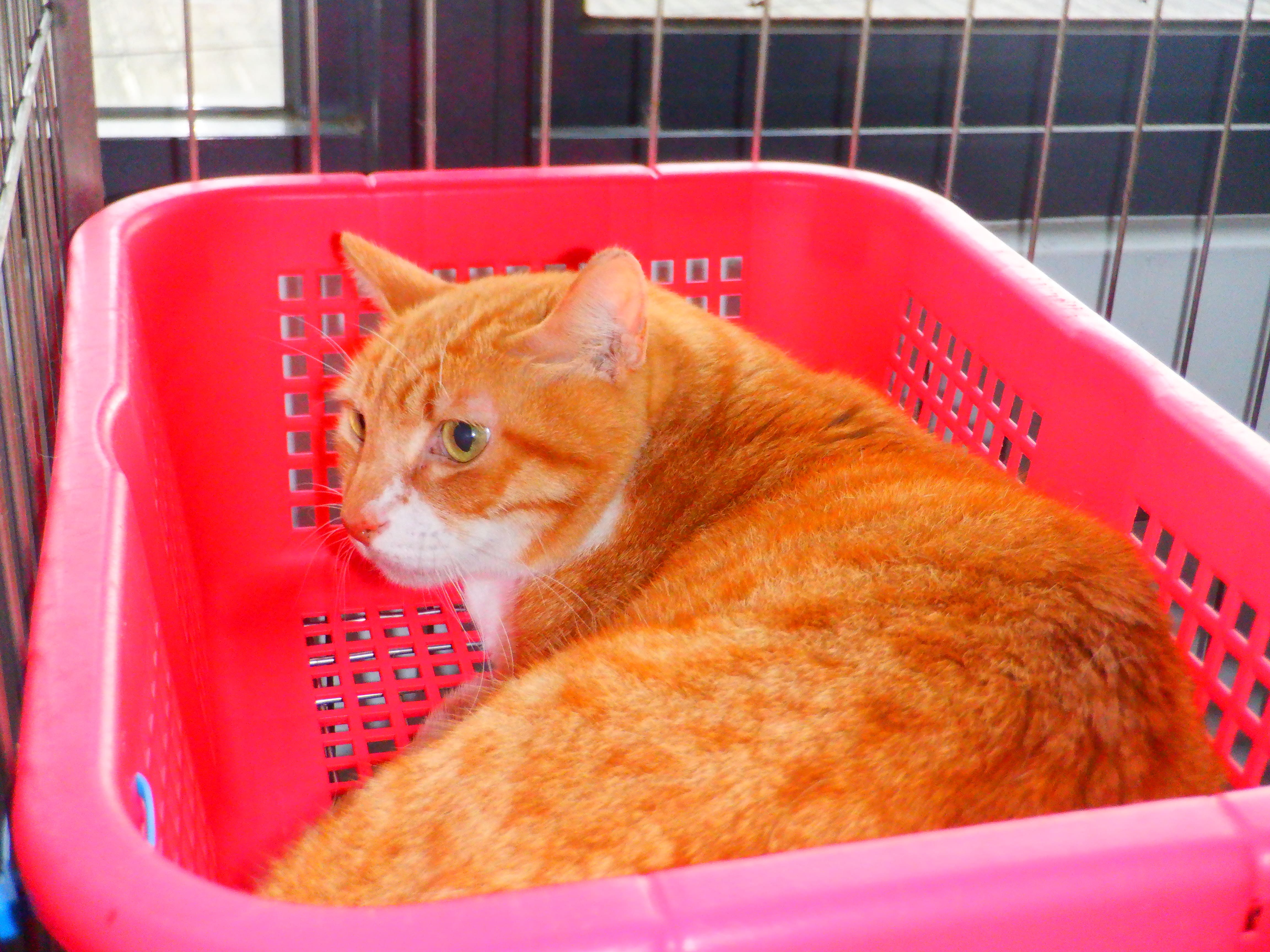 Chat croisé mâle adulte (fauve et blanc), Petit, refuge n° …02C6. Tout l'animal.