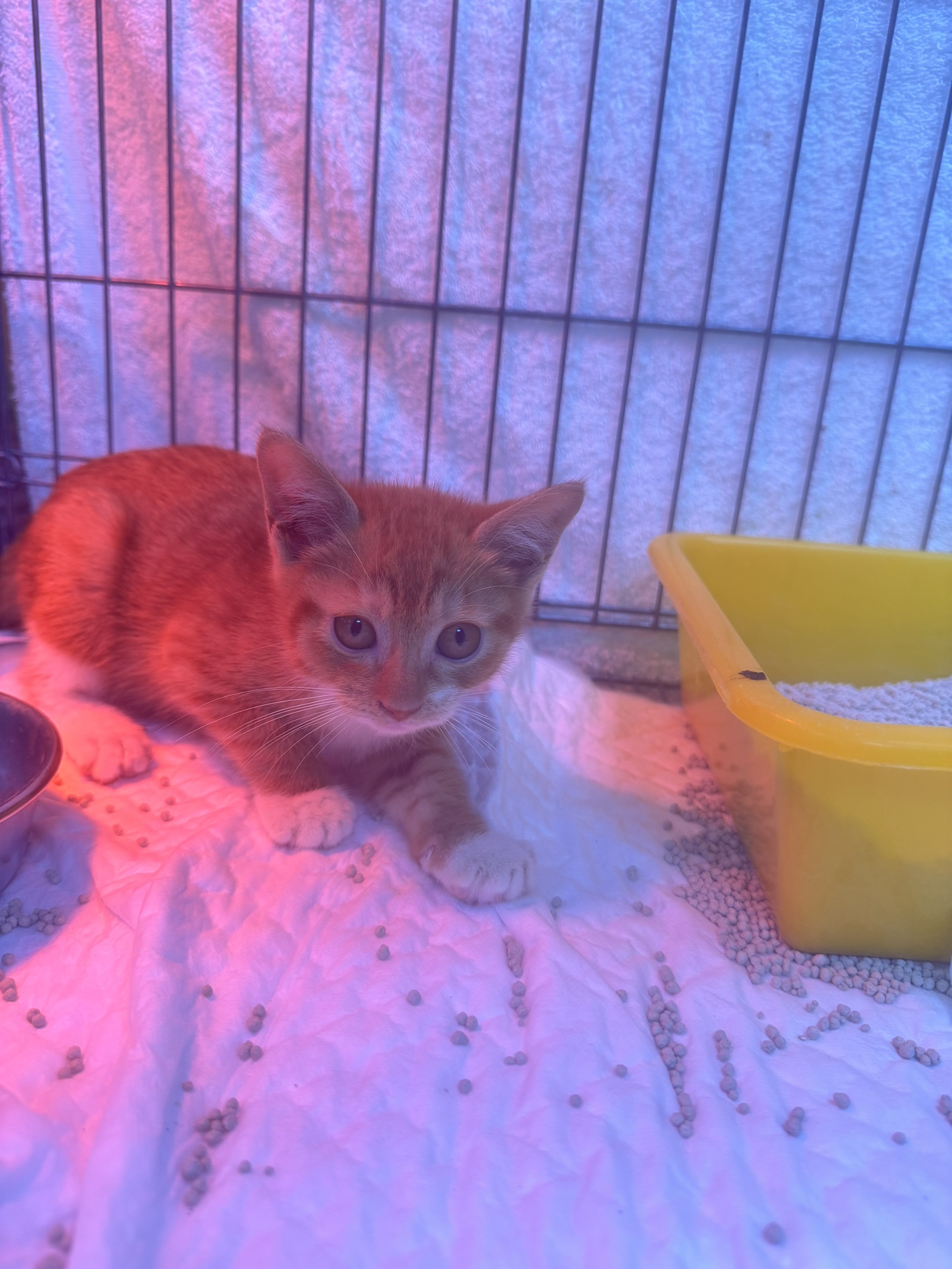 믹스묘 (암컷, 어린, 황색·줄무늬), 소형, 보호소 번호 …7006. 얼굴을 가까이서 본 모습이에요.