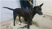 Black adult male mixed-breed dog, Medium, shelter no. …2501