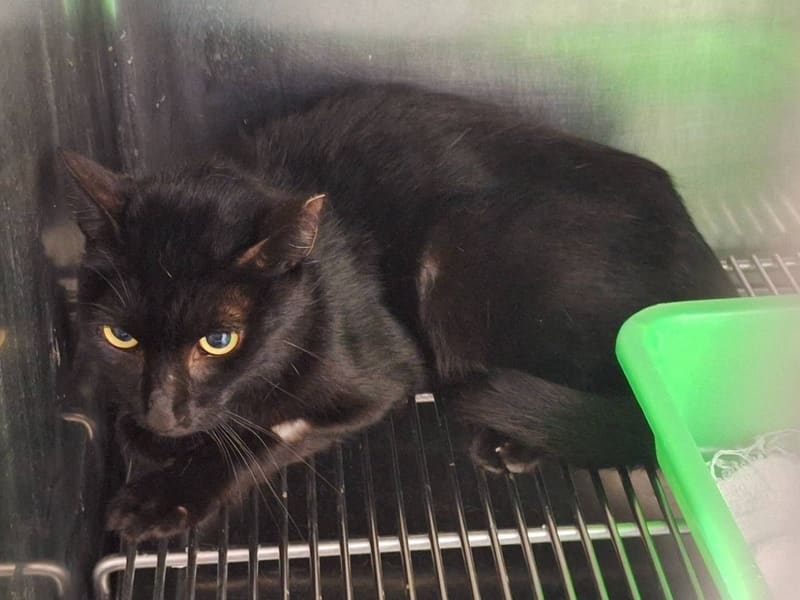 Pusang halo ang lahi (Lalaki, Matanda na, itim), Katamtaman, blg. ng shelter …1701. Ang buong hayop.