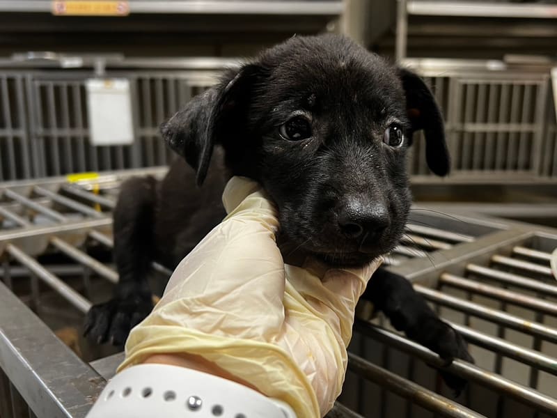 黑色青年母混種犬，小型, 收容編號 …9006. 完整的毛孩。