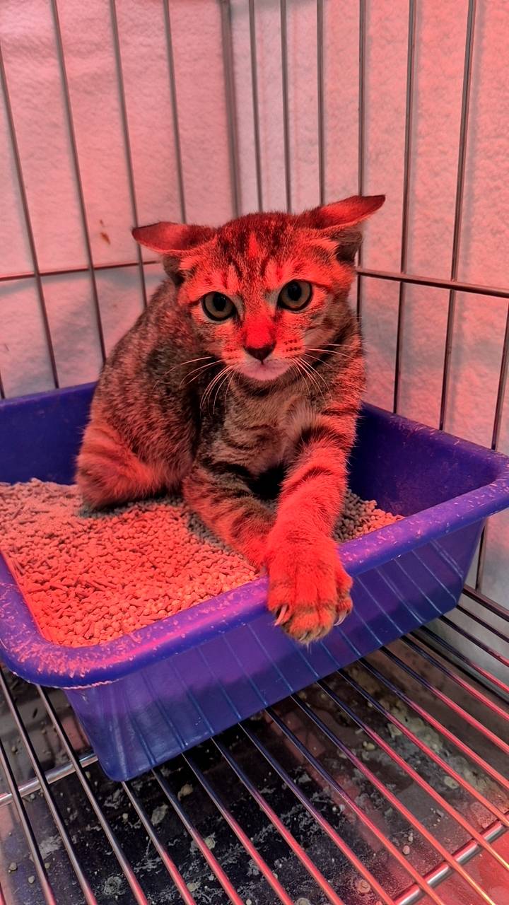 Gata mestiza hembra joven (atigrado), Pequeño, refugio n.º …8004. Más cerca de la cara.