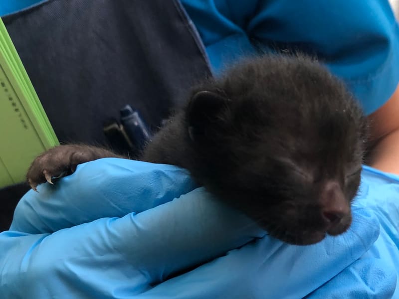 Gata mestiza hembra joven (negro), Pequeño, refugio n.º …1610. Todo el animal.