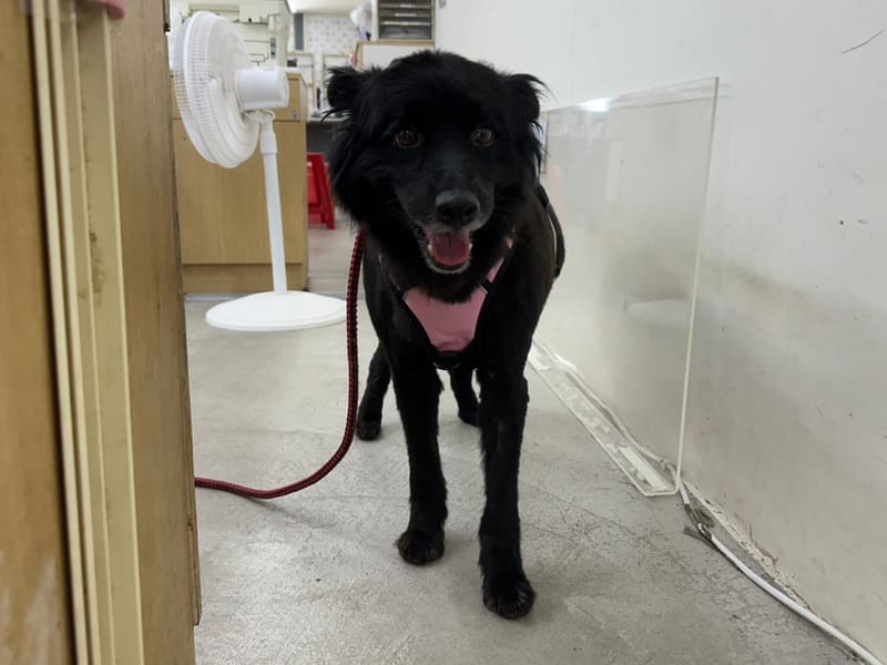 ミックス犬(メス・成犬・黒)、中型, 施設番号 …0311. 全身です。