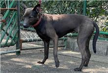 Black adult female mixed-breed dog, Medium, shelter no. …1204