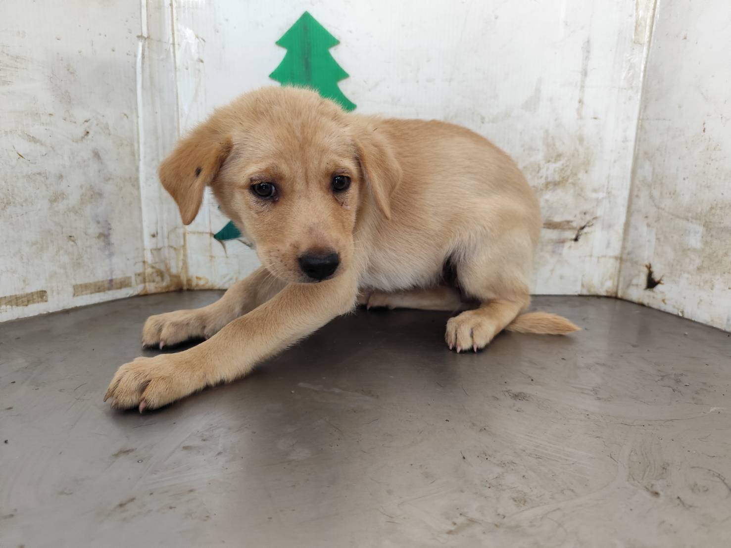 Tan young female mixed-breed dog, Medium, shelter no. …0608. Closer on the face.