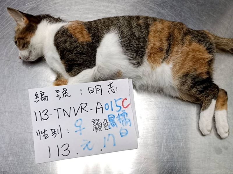 ミックス猫(メス・成猫・黒と茶)、大型, 施設番号 …015C. 全身です。