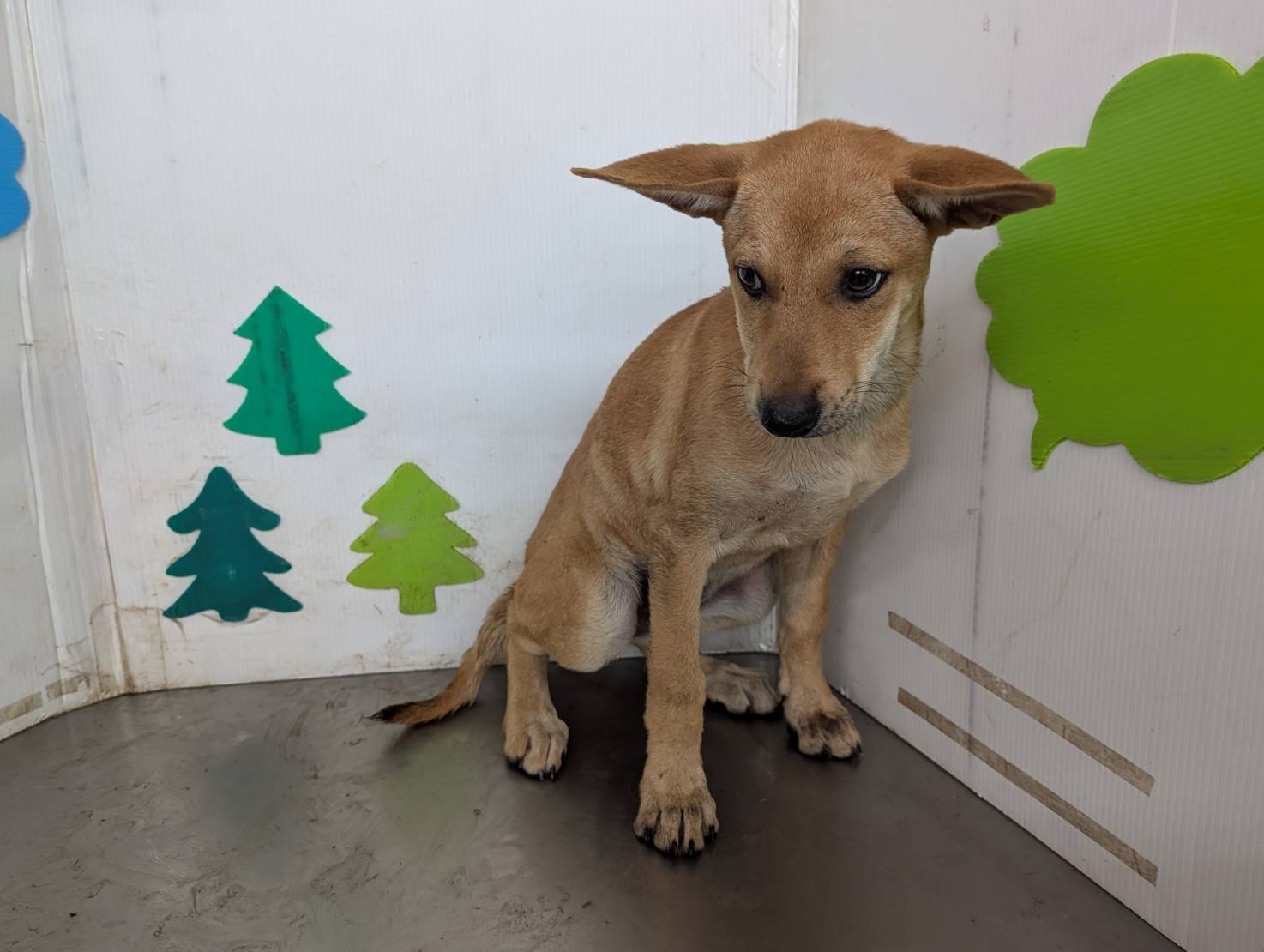 Tan young female mixed-breed dog, Large, shelter no. …2301. The whole animal.