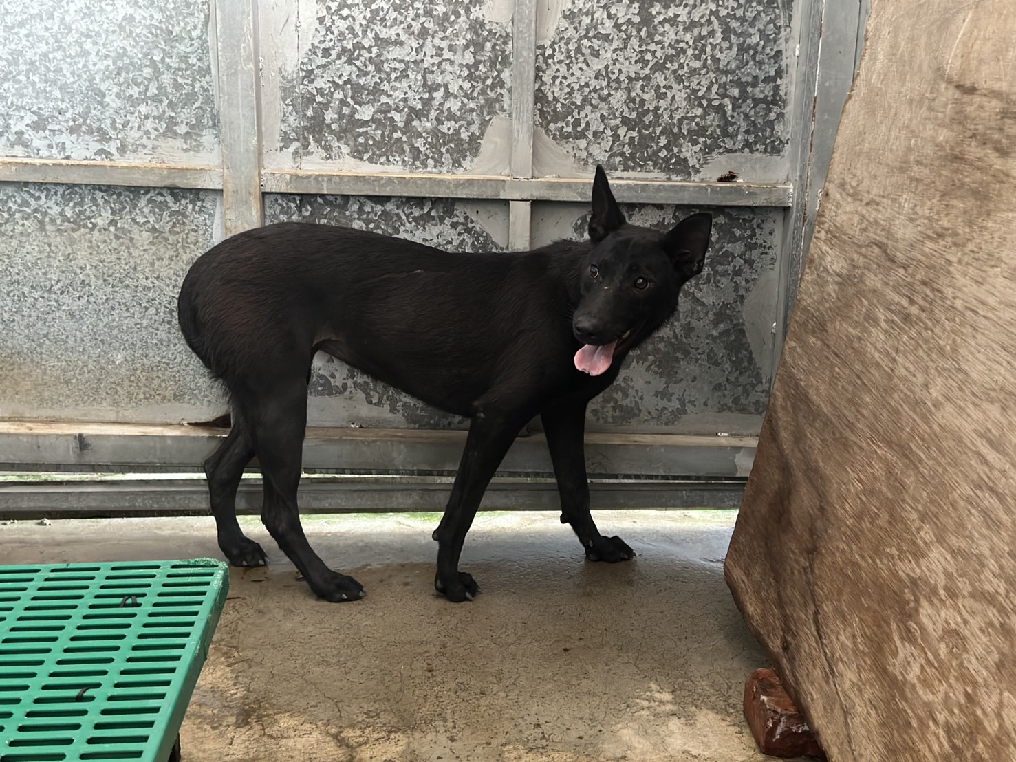ミックス犬(メス・成犬・黒)、大型, 施設番号 …1016. 全身です。