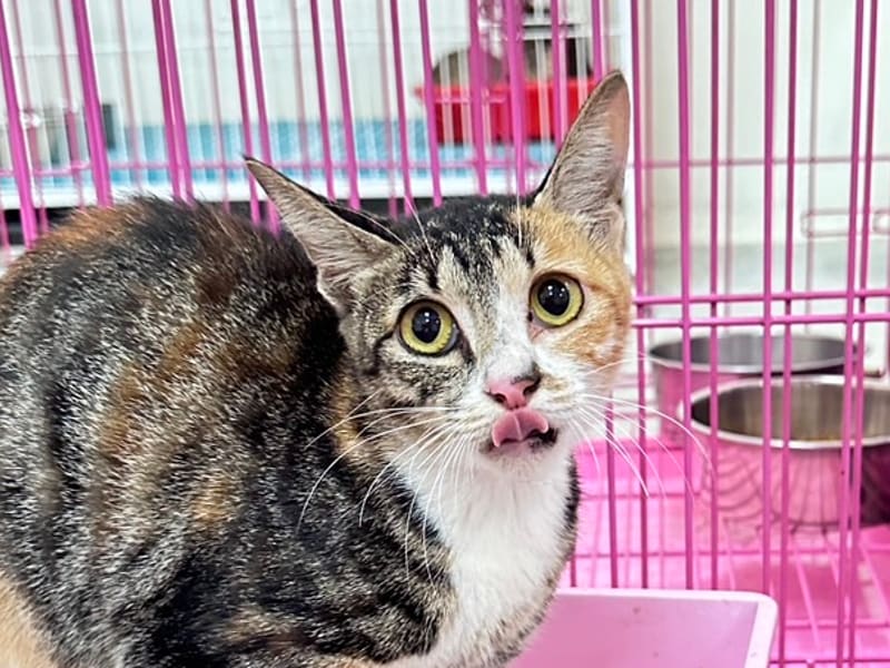 ミックス猫（メス・成猫・三毛）、大型, 施設番号 …4005. 顔のアップです。