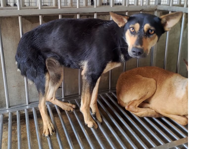 黑黄色成年母混种犬,大型, 收容编号 …5042. 完整的宠物。