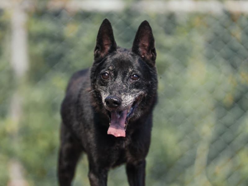 Perro mestizo macho adulto (negro), Mediano, refugio n.º …2801. Más cerca de la cara.