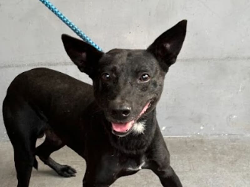 ミックス犬(オス・成犬・黒)、中型, 施設番号 …7005. 顔のアップです。